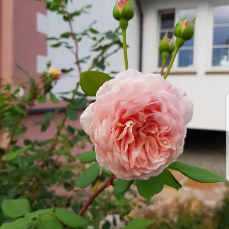 Rose-monteurzimmer & Ferienzimmer - Bodensee-selbstversorger Mit Kuechen, Parken & Kaffee & Wlan Frei Casa de hóspedes 3*